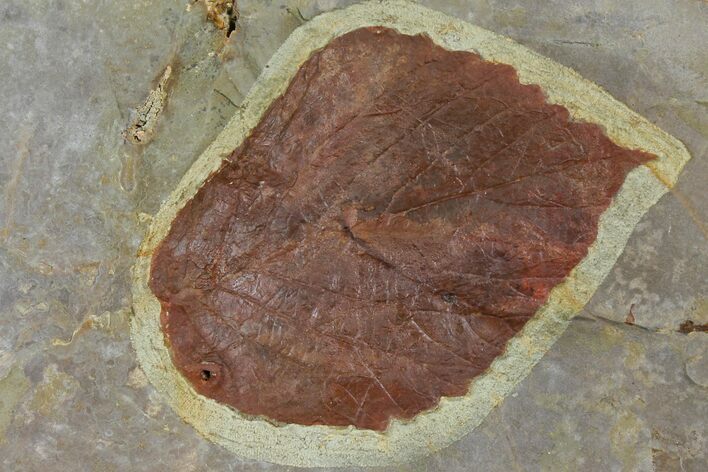 Fossil Leaf (Davidia) - Montana #120812